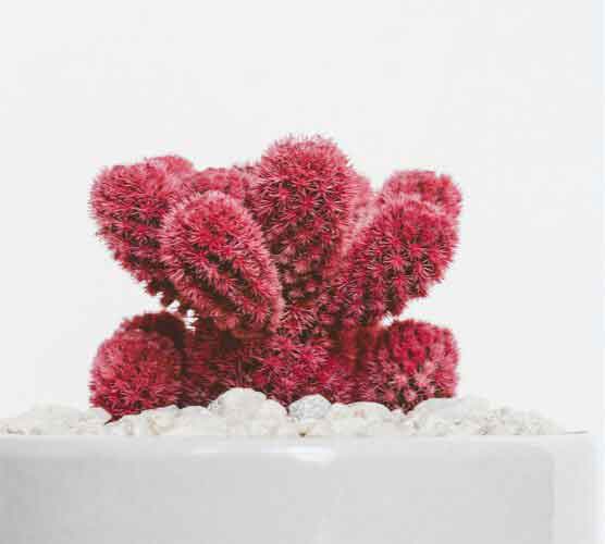 超强性能稳定的DDOS网页端源码