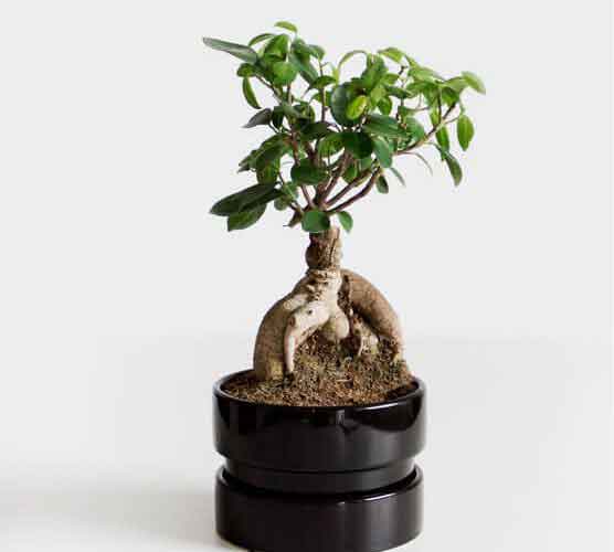 账号授权平台的ddos页端